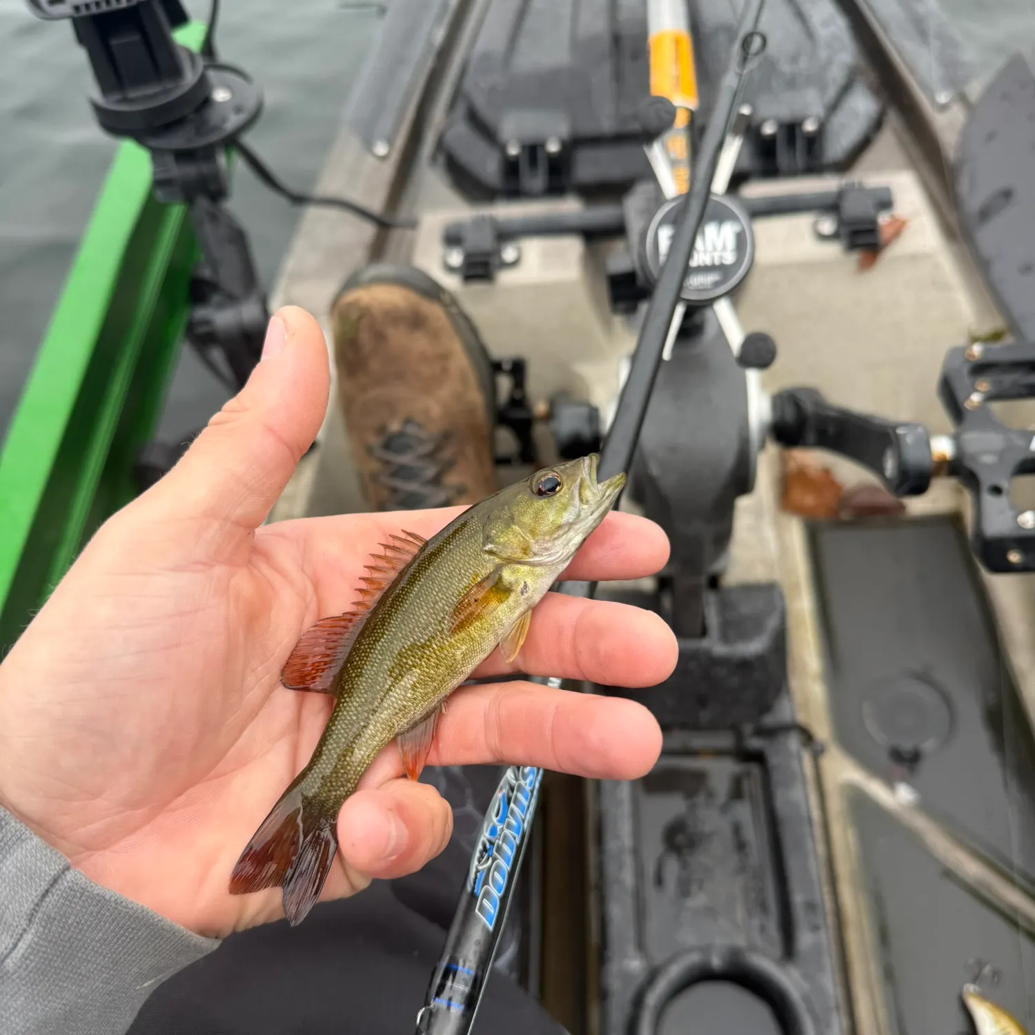 Smallmouth bass caught on Fishbrain