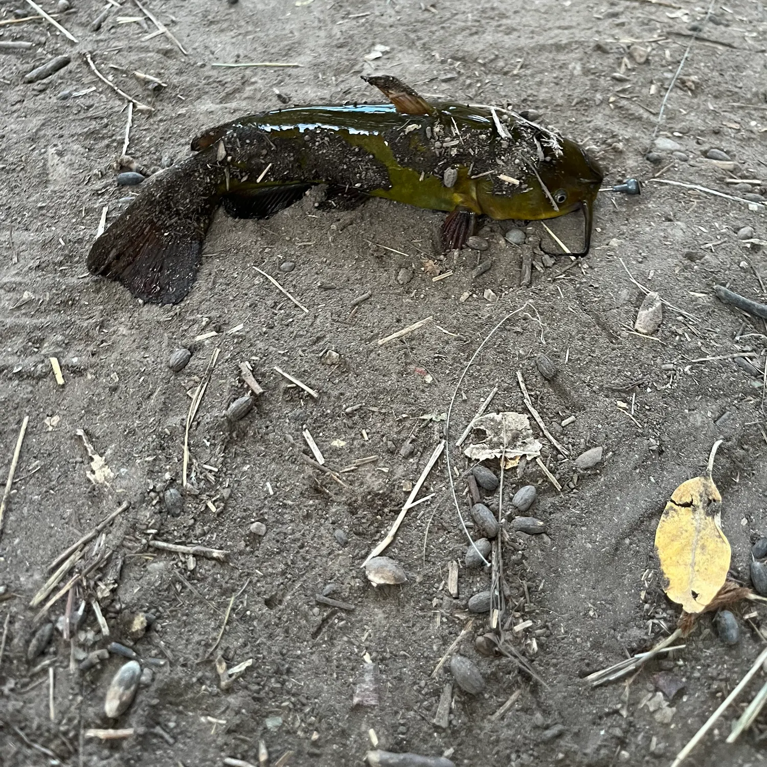 Fish caught on Fishbrain
