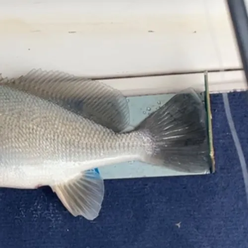 The most recent Silver drummer catches on Fishbrain