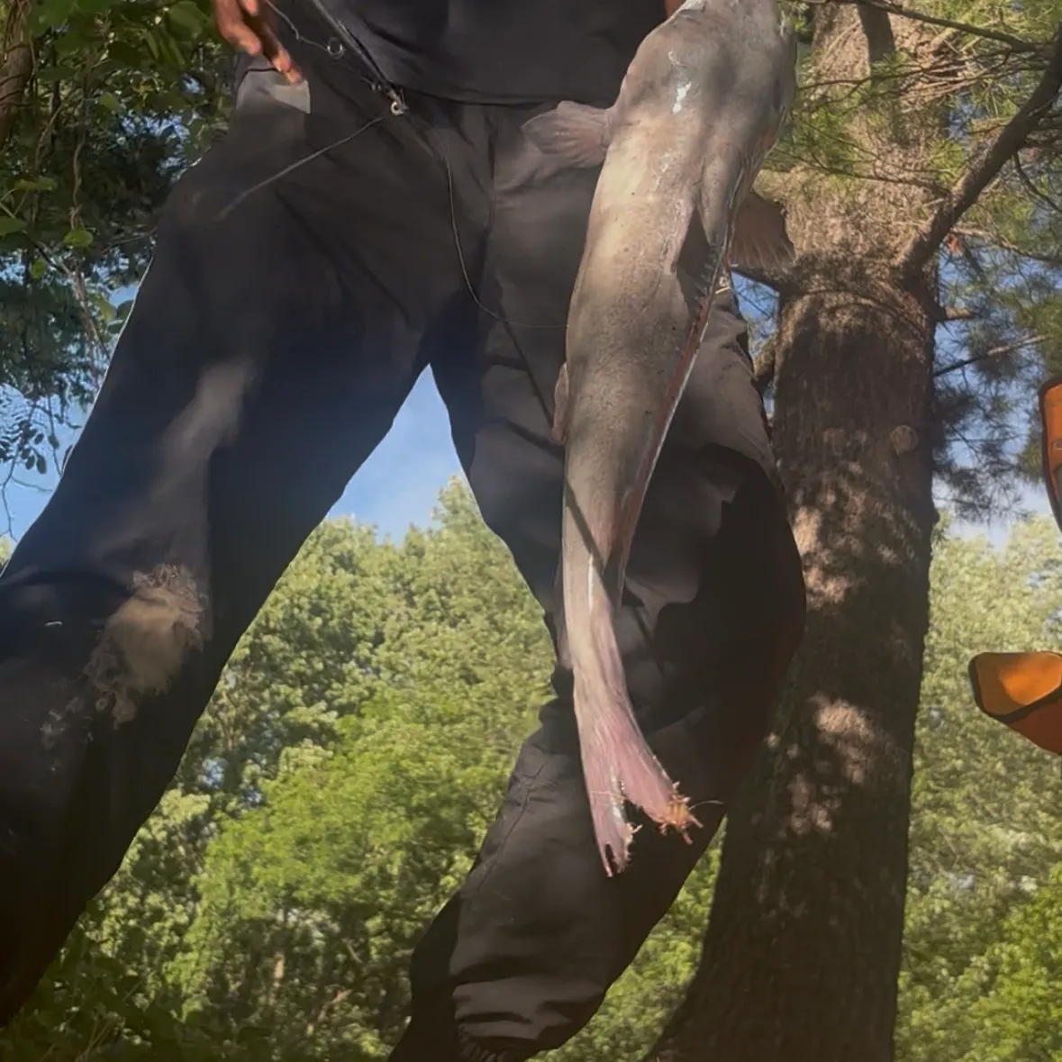Channel catfish caught on Fishbrain