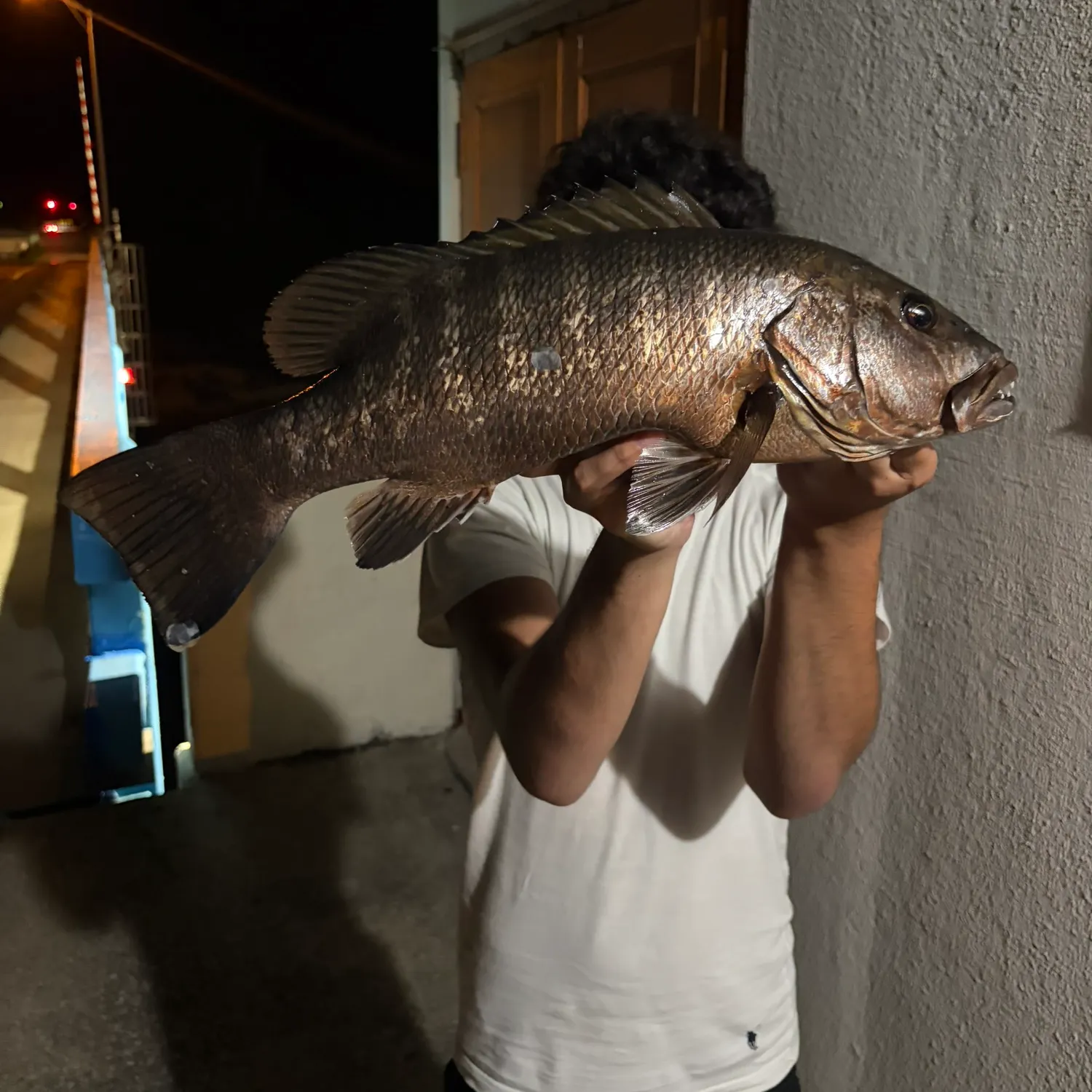 The most recent Cubera snapper catches on Fishbrain