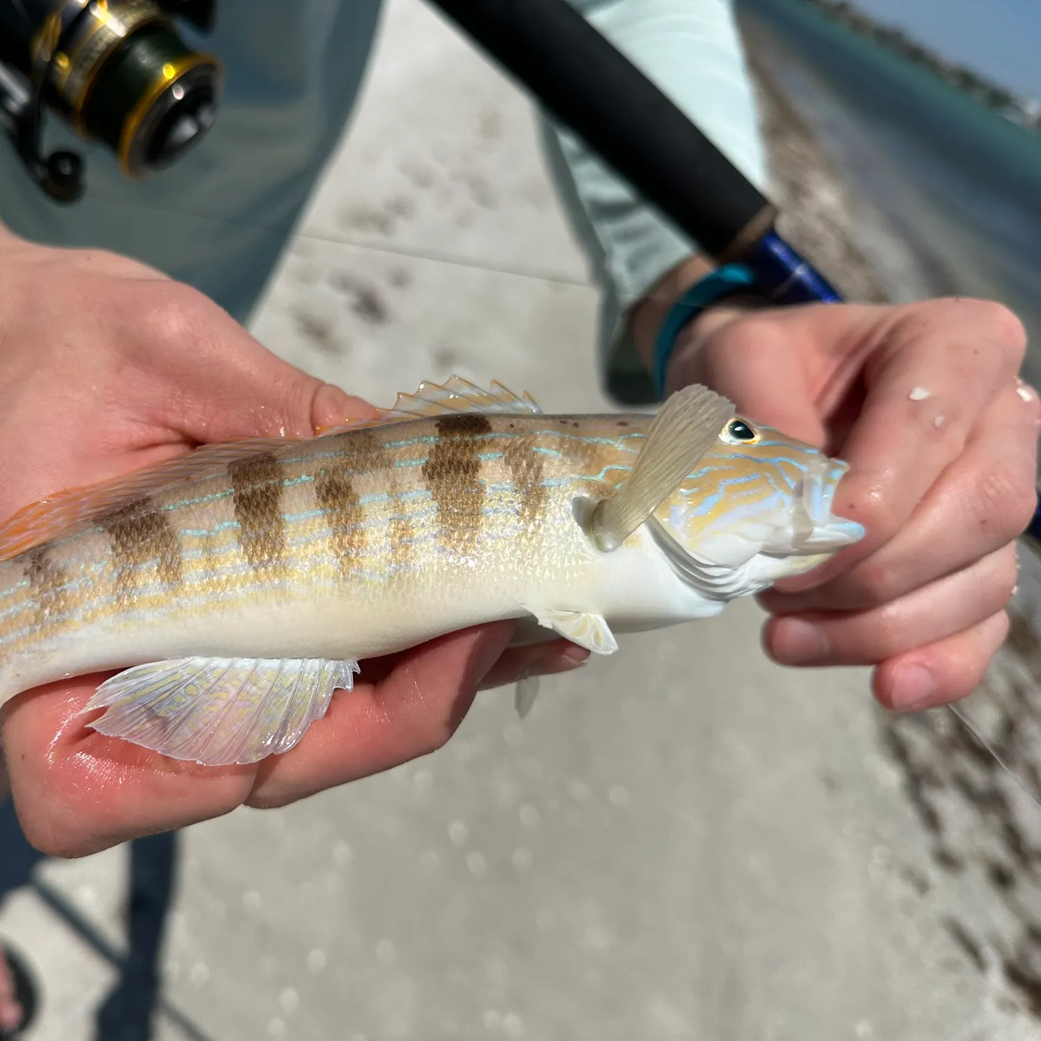 The most popular recent Sand perch catch on Fishbrain