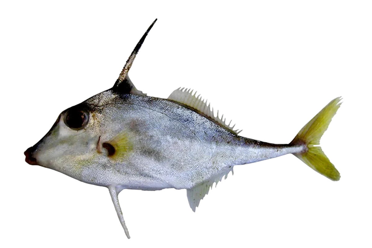 Black-flag tripodfish