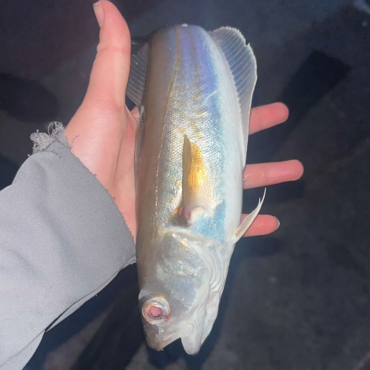 Whiting caught on Fishbrain