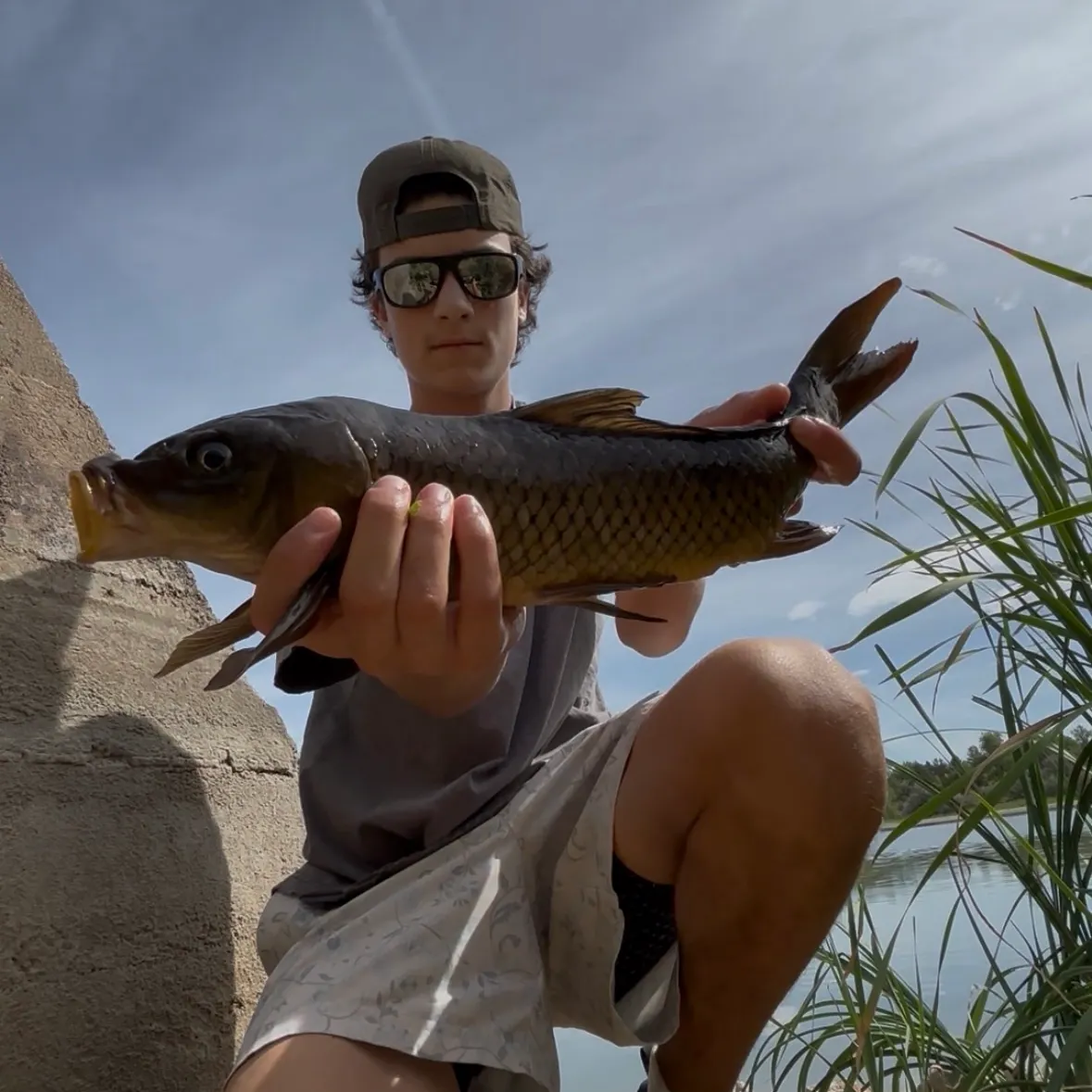Common carp caught on Fishbrain