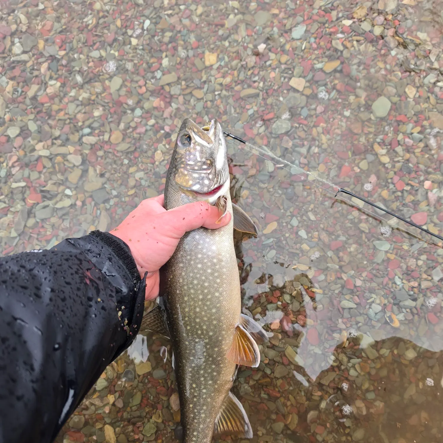 Lake char caught on Fishbrain