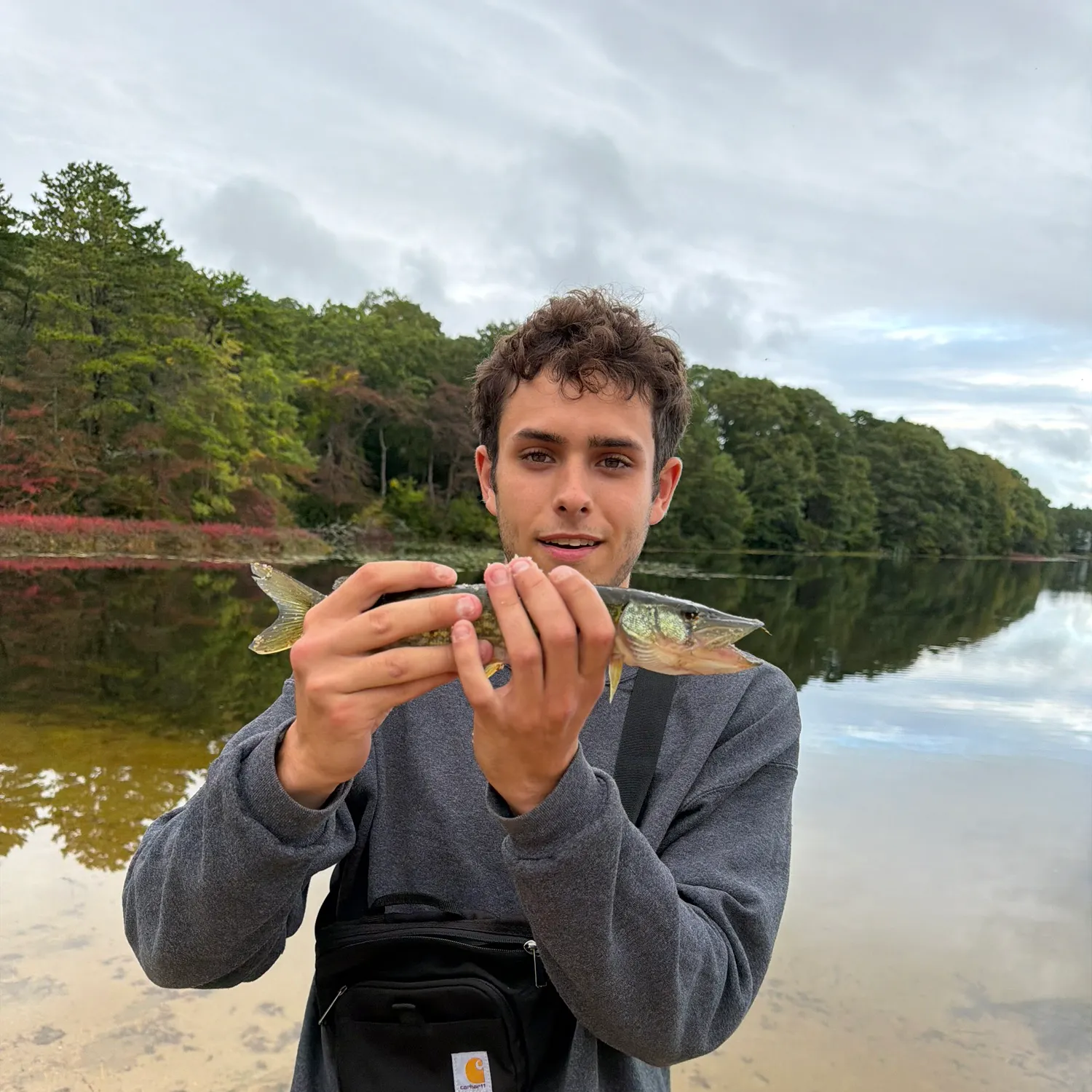Chain pickerel caught on Fishbrain