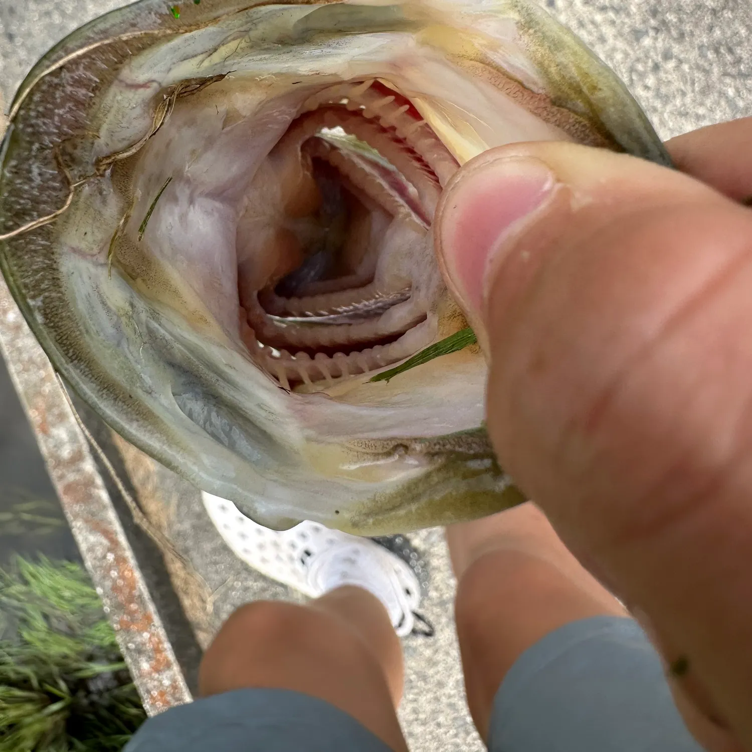 The most recent Trumpet emperor catches on Fishbrain