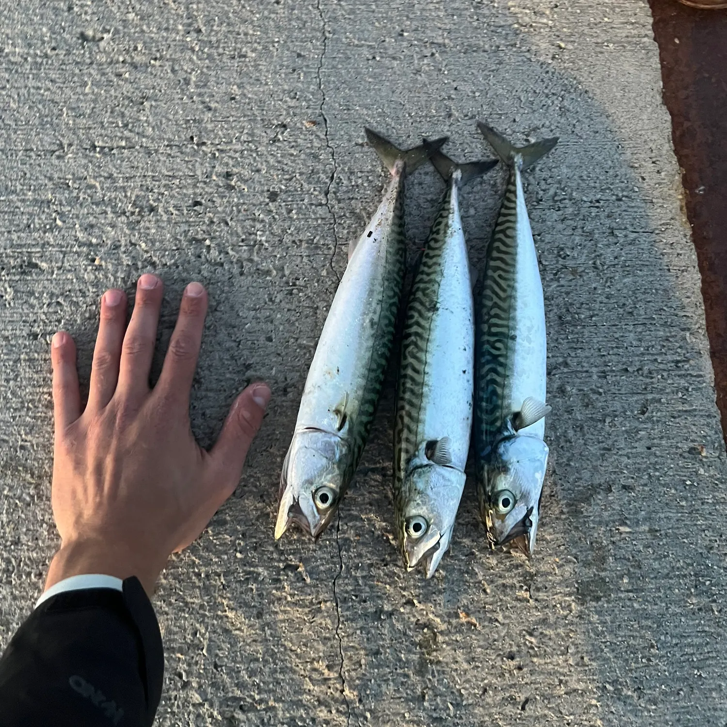 recently logged catches