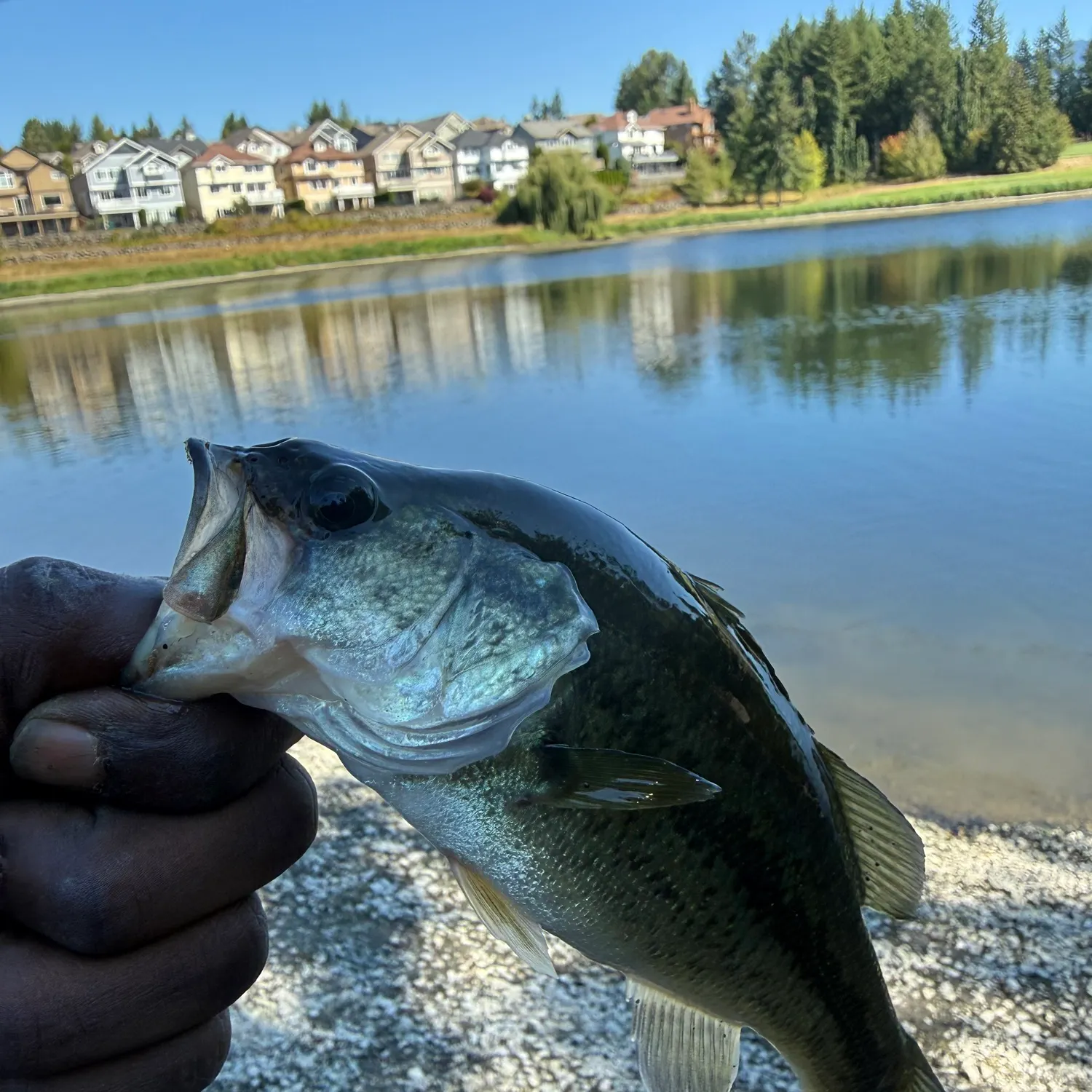 Largemouth bass caught on Fishbrain