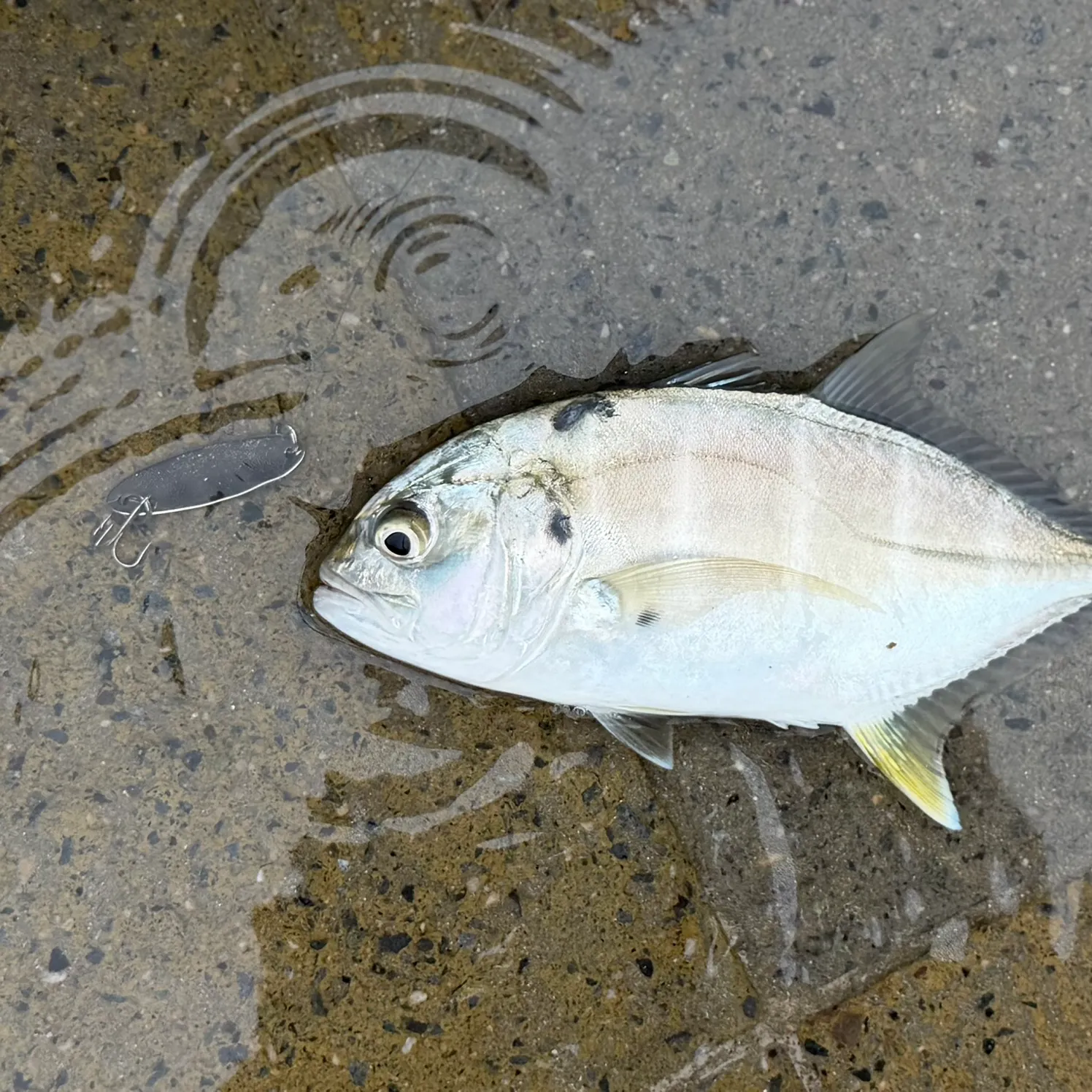 The most recent Pacific crevalle jack catches on Fishbrain