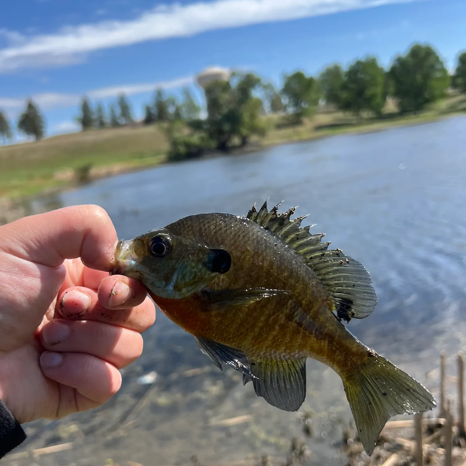 Bluegill caught on Fishbrain