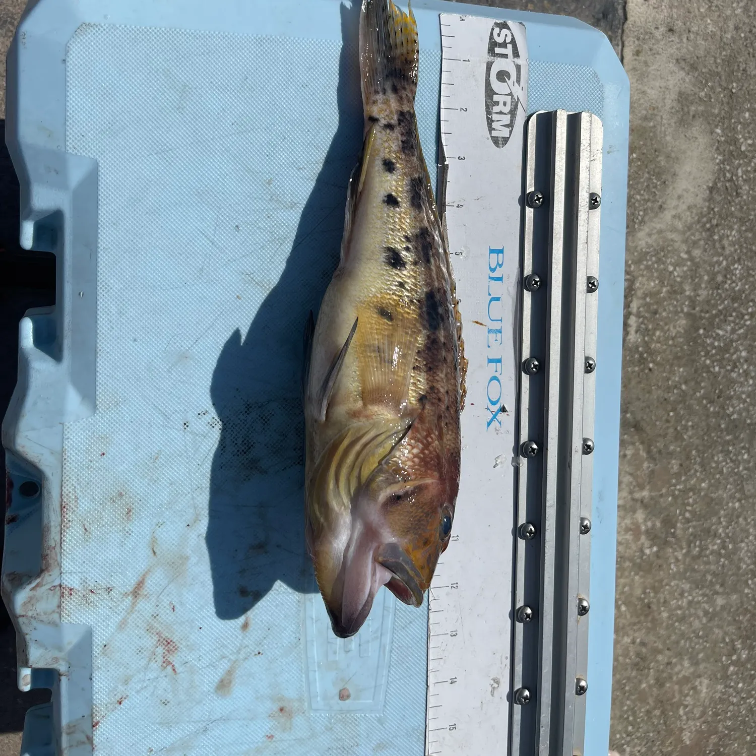 The most recent Bank sea bass catches on Fishbrain