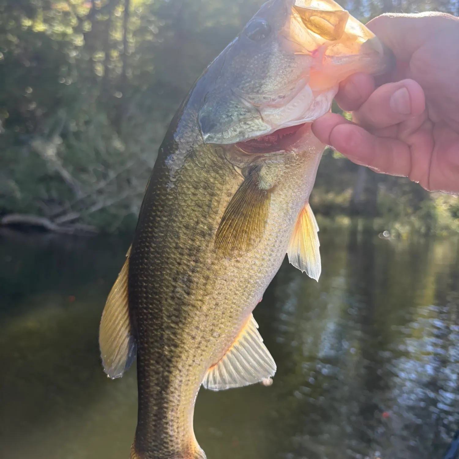 Largemouth bass caught on Fishbrain