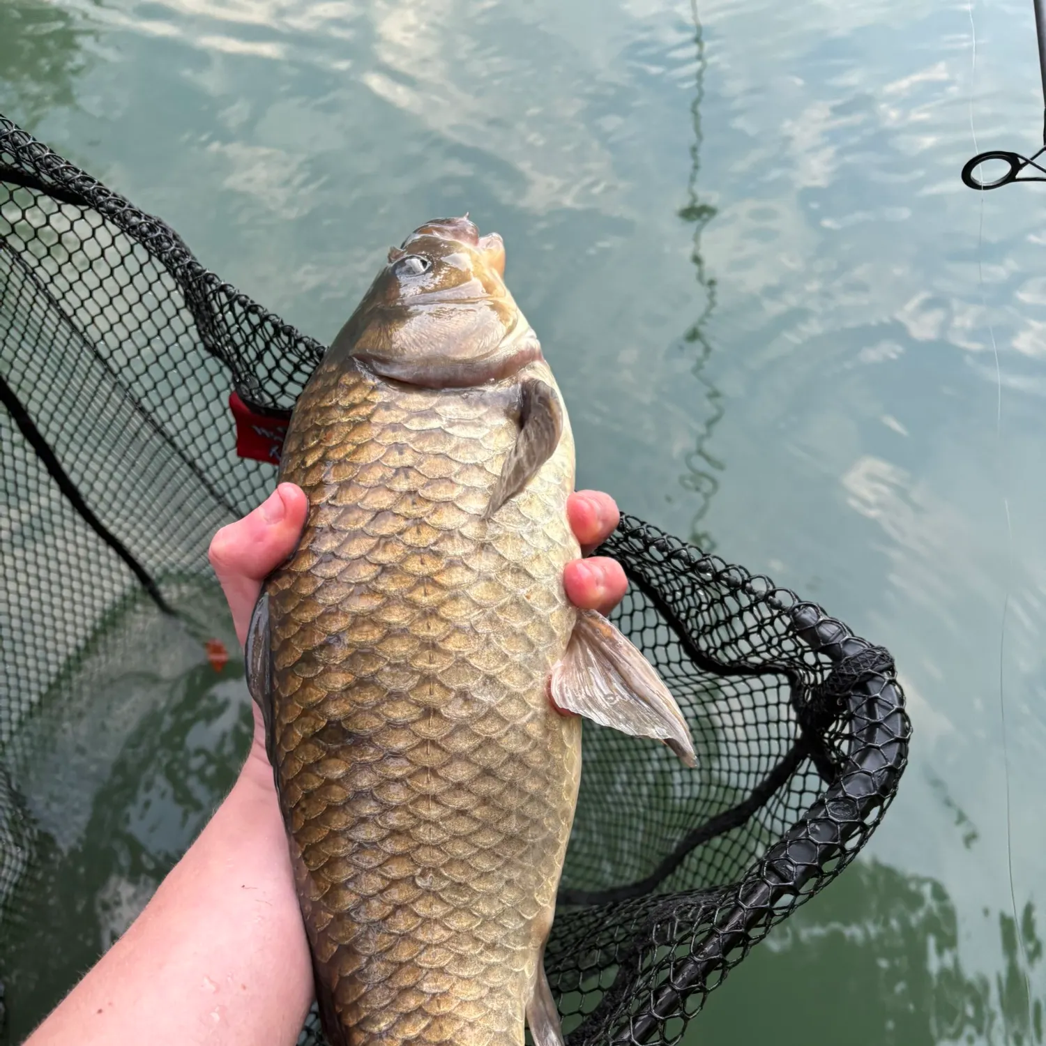 The most recent F1 carp catches on Fishbrain