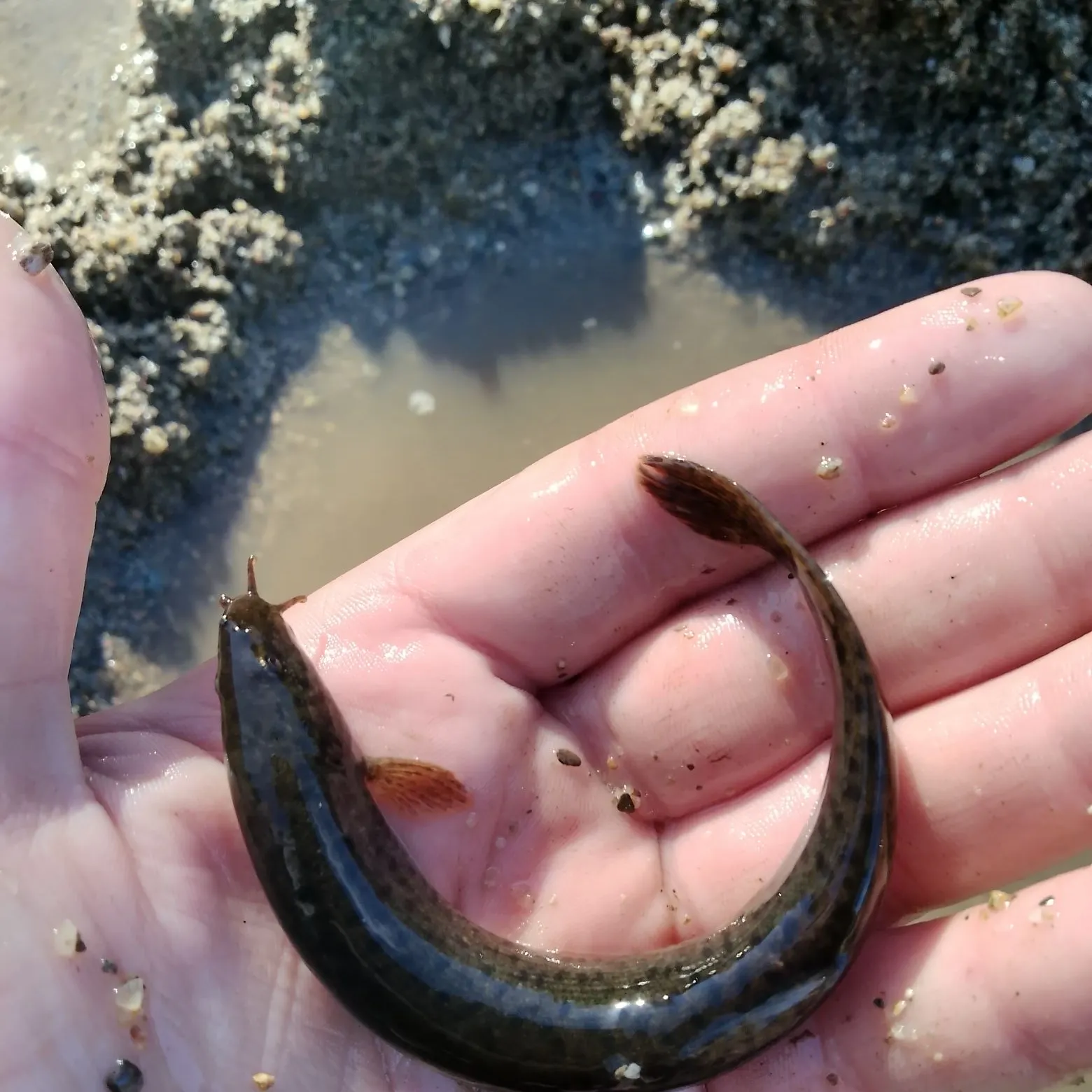 The most recent Weatherloach catches on Fishbrain