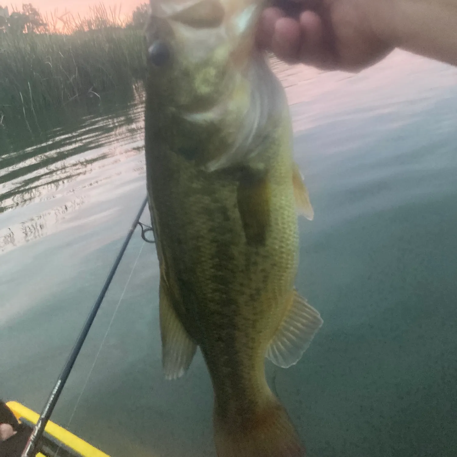 Largemouth bass caught on Fishbrain