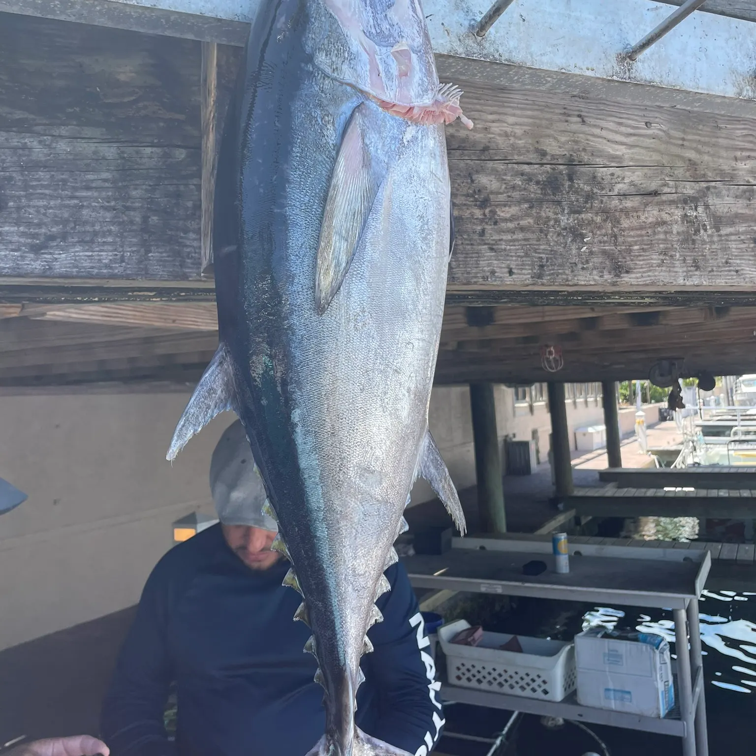 The most recent Blackfin tuna catches on Fishbrain