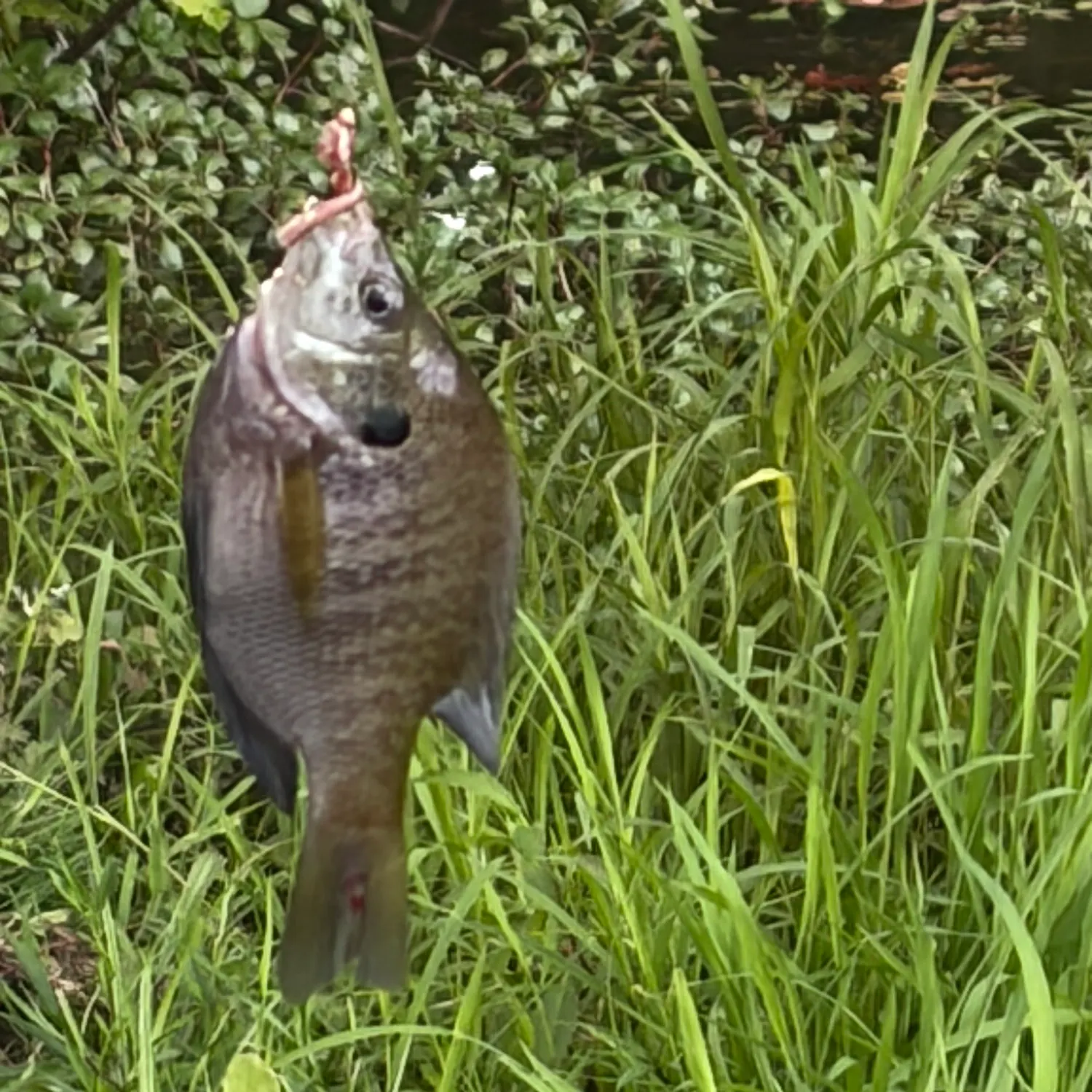 Bluegill caught on Fishbrain