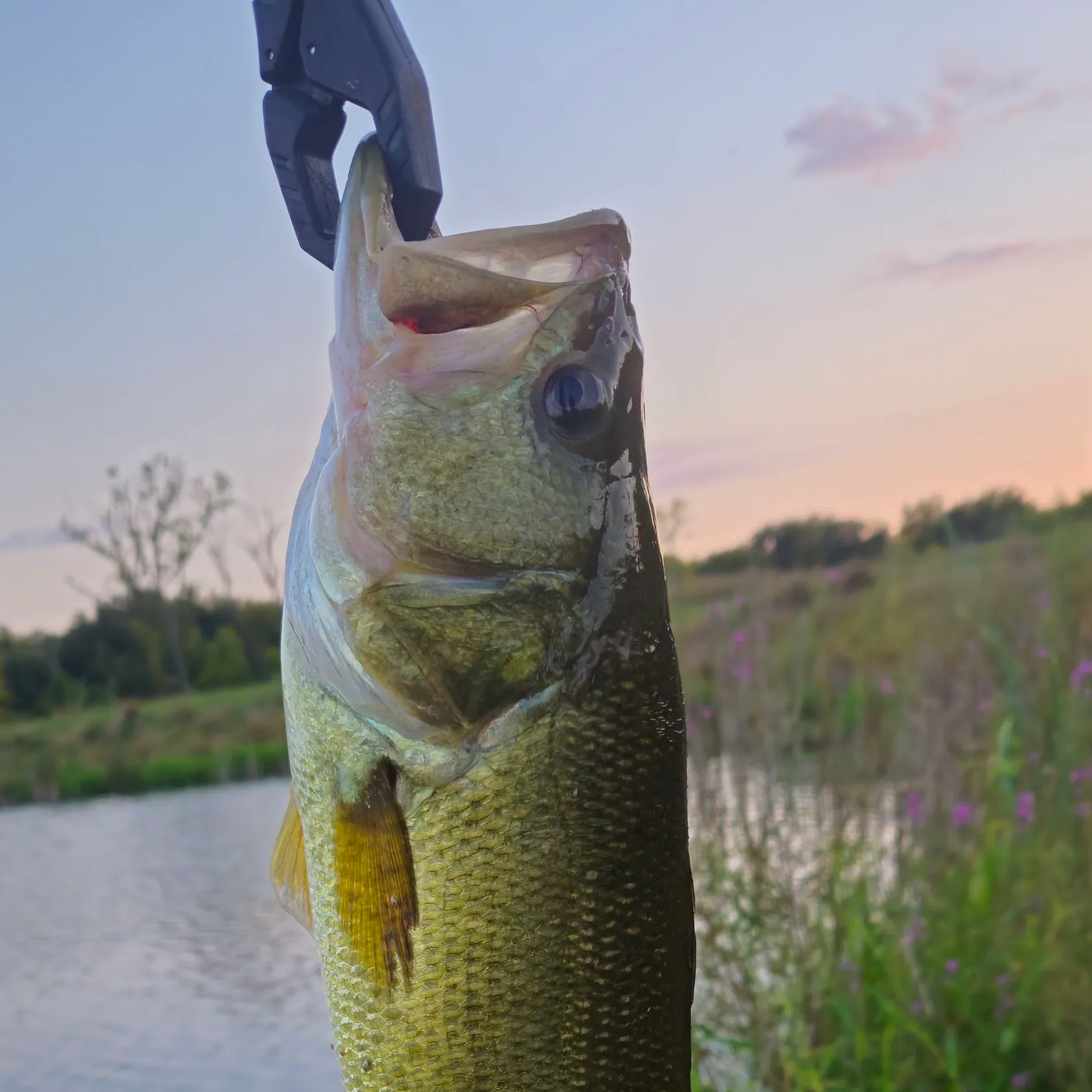 Largemouth bass caught on Fishbrain