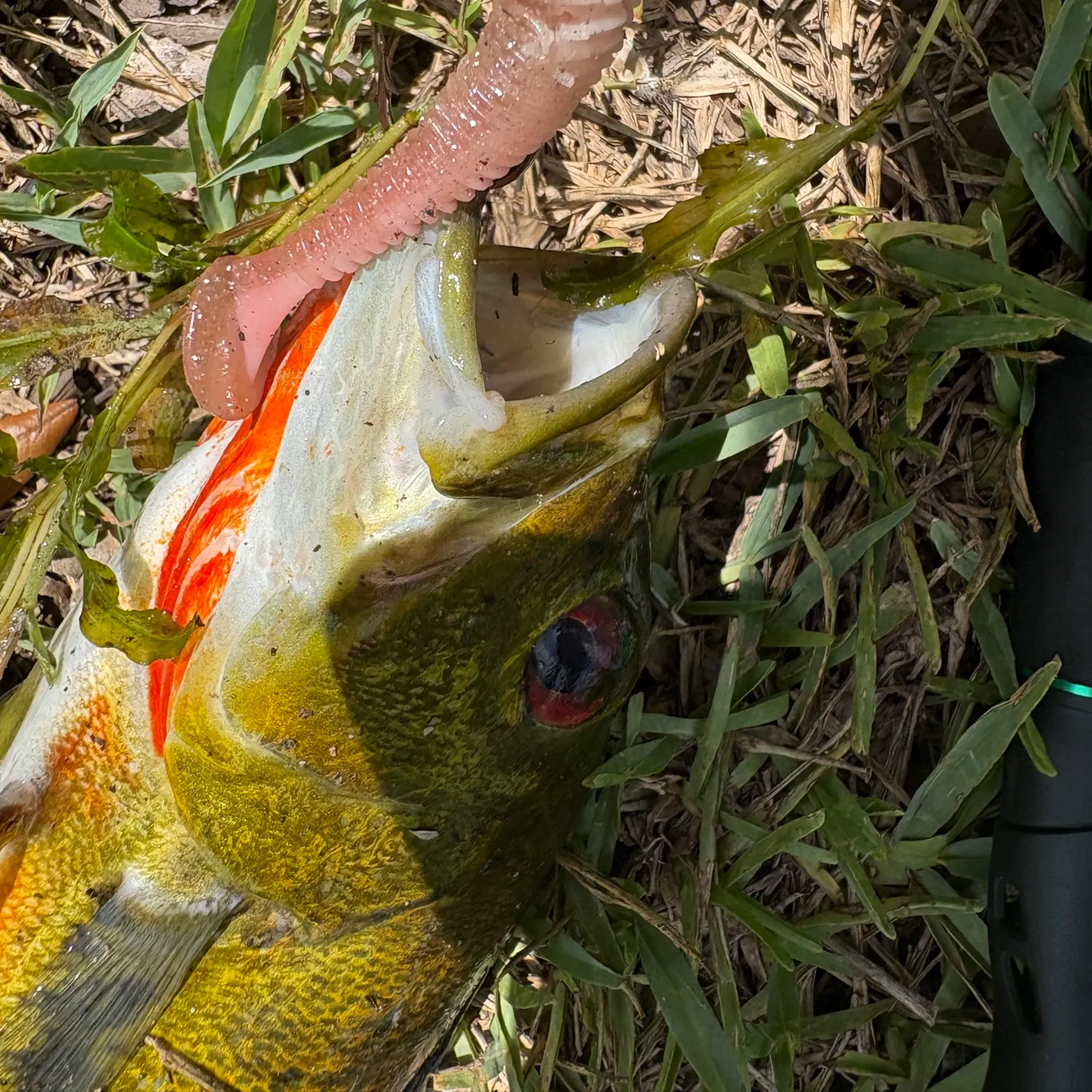 The most recent Butterfly peacock bass catches on Fishbrain