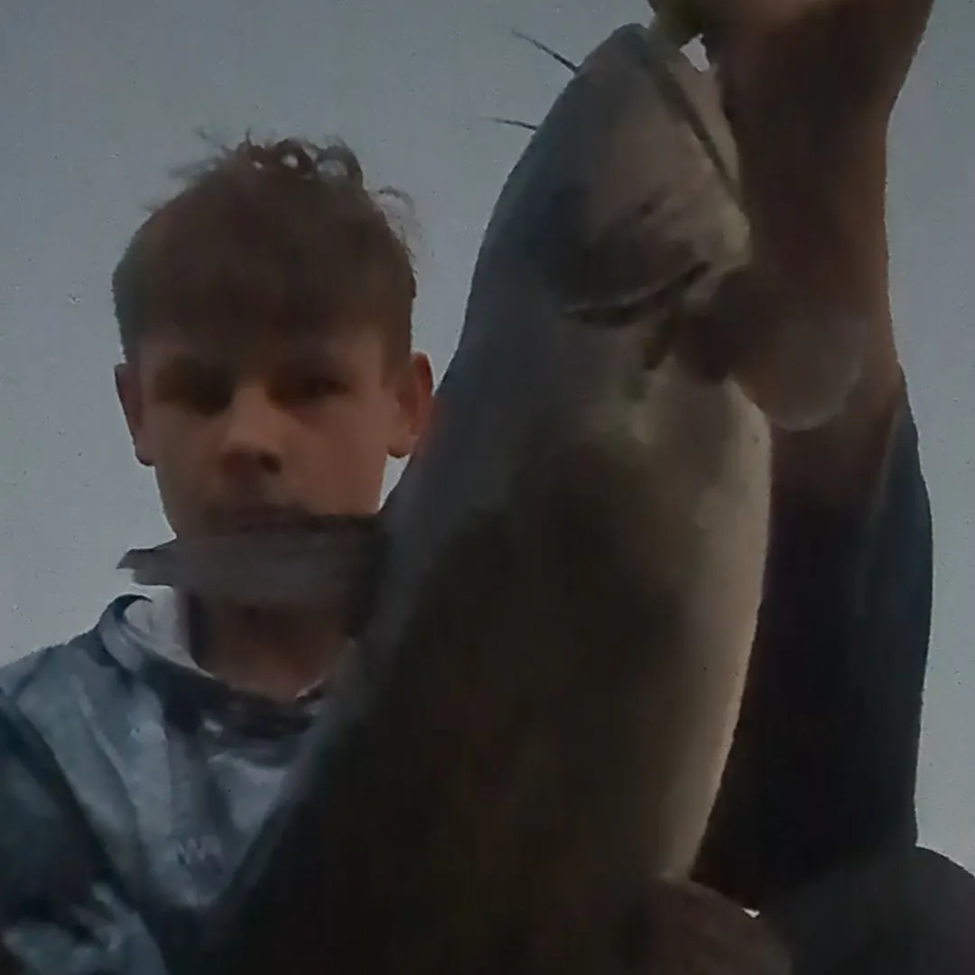 Channel catfish caught on Fishbrain