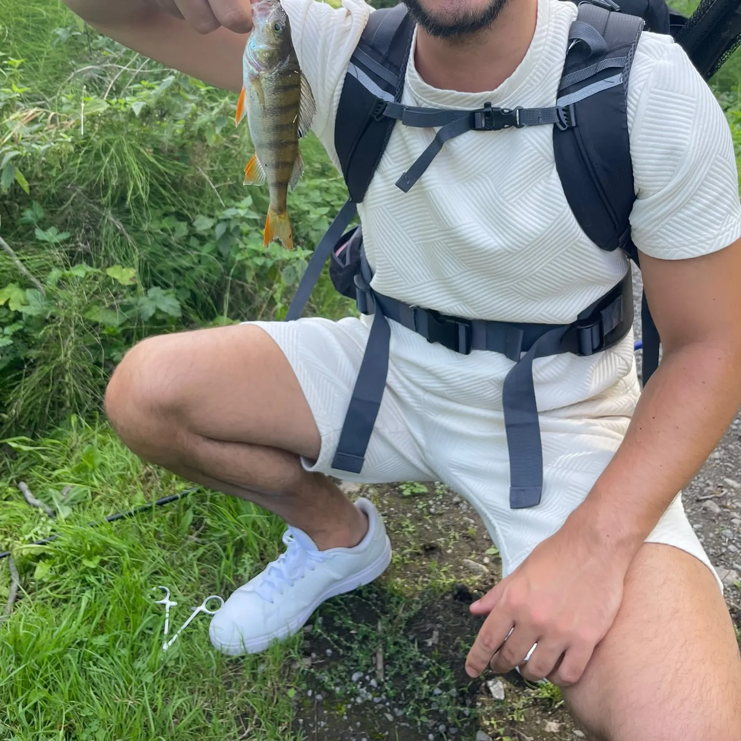 European perch caught on Fishbrain