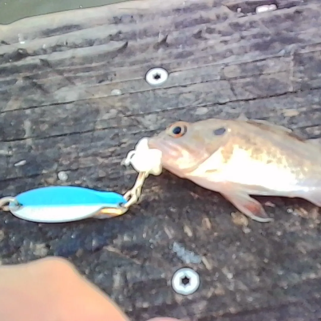 Brown rockfish caught on Fishbrain