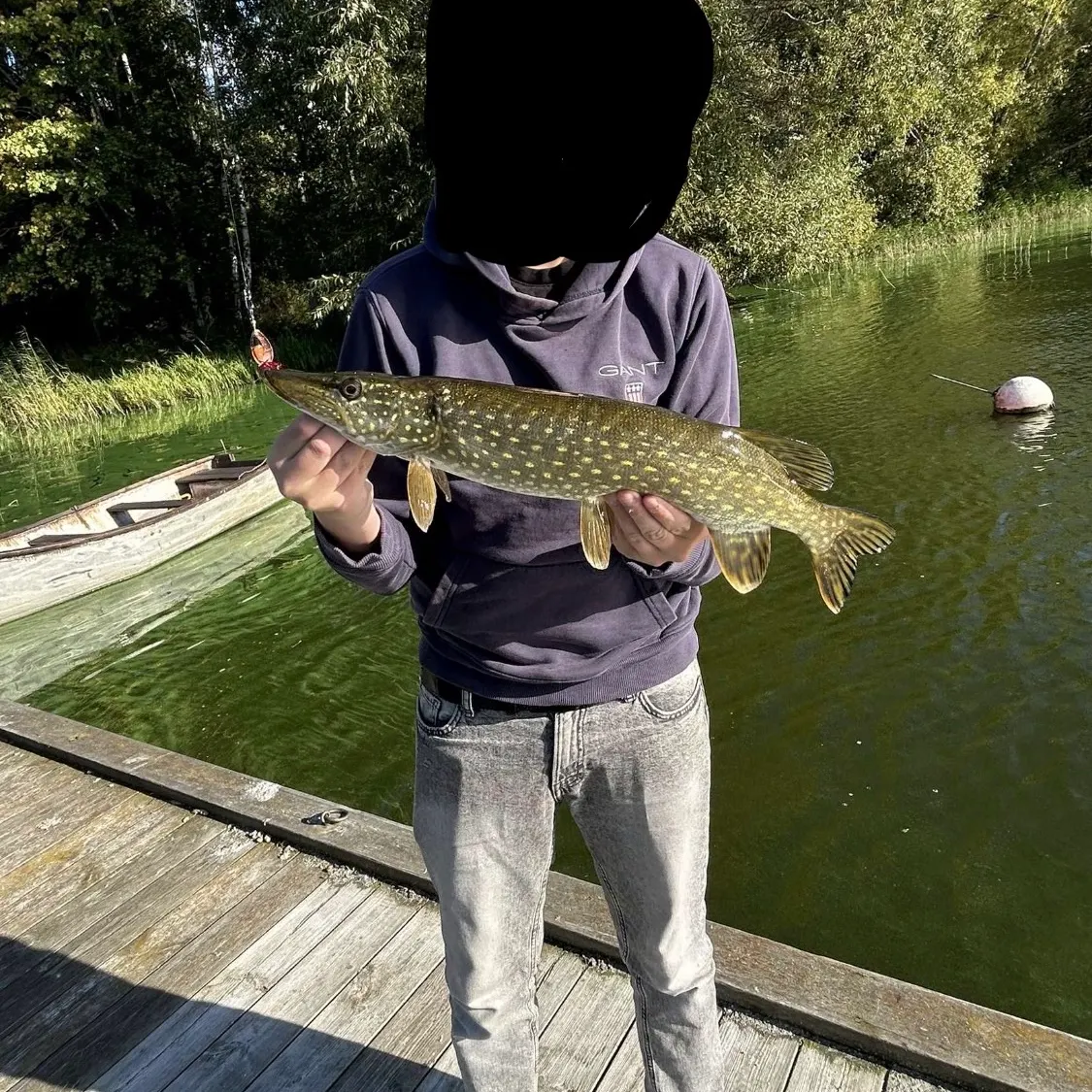 Northern pike caught on Fishbrain