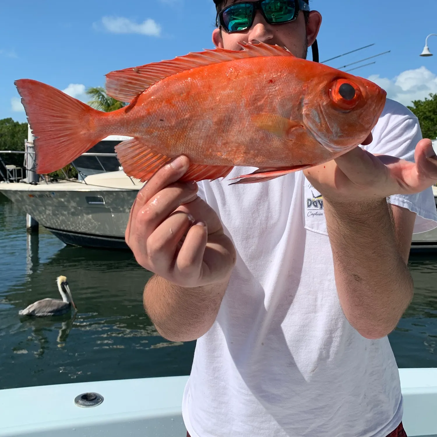 The most recent Atlantic bigeye catches on Fishbrain