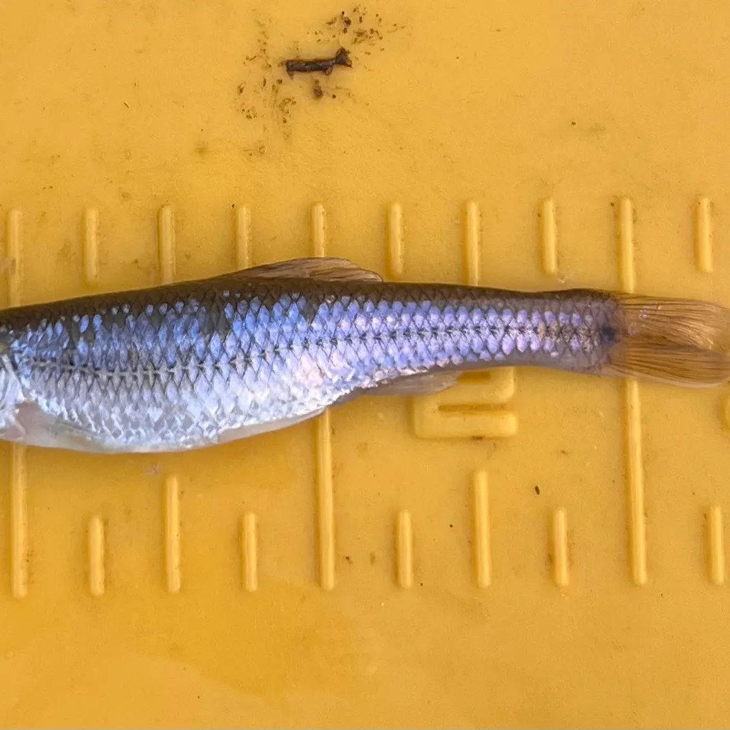 The most recent Bluntnose minnow catches on Fishbrain