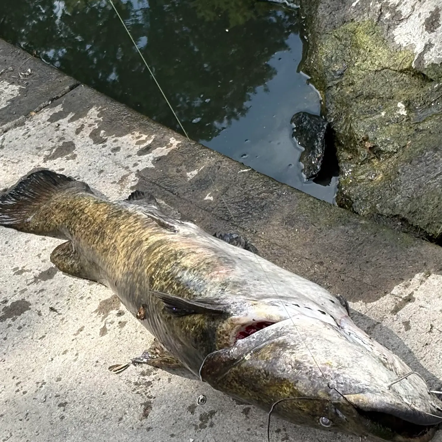 Flathead catfish caught on Fishbrain