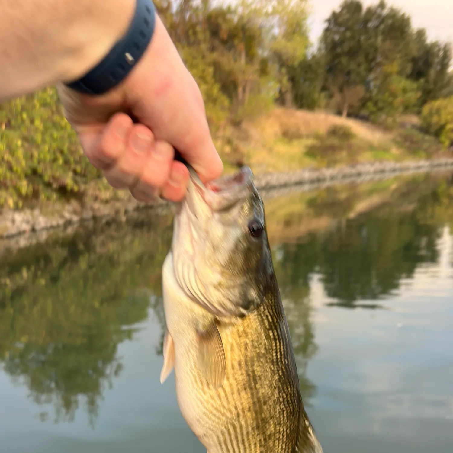 catch