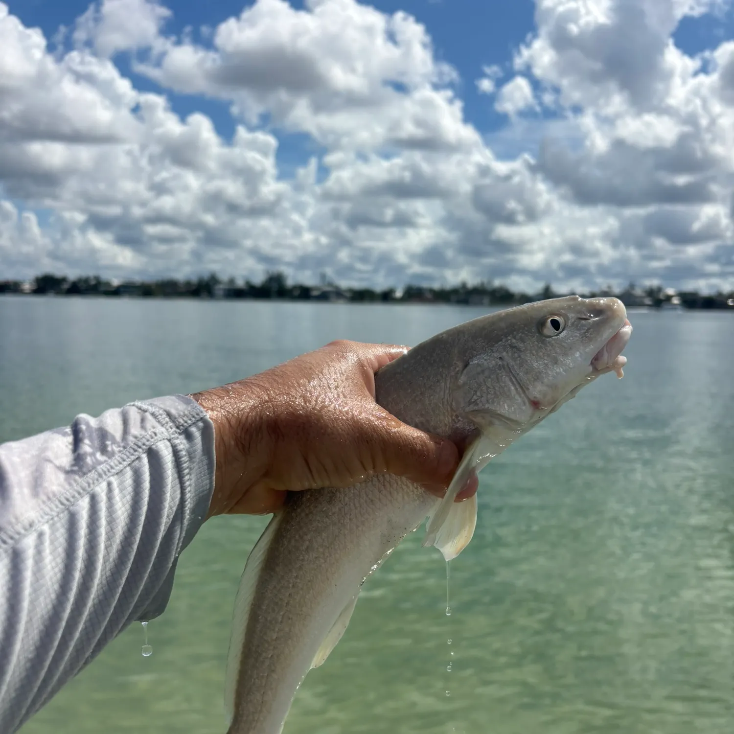 Gulf kingcroaker caught on Fishbrain