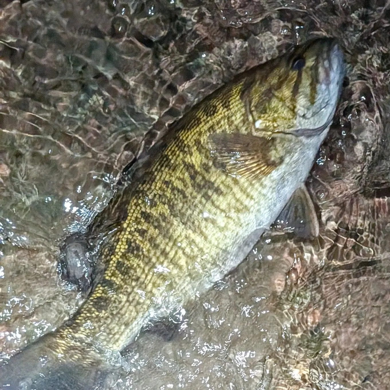 Smallmouth bass caught on Fishbrain