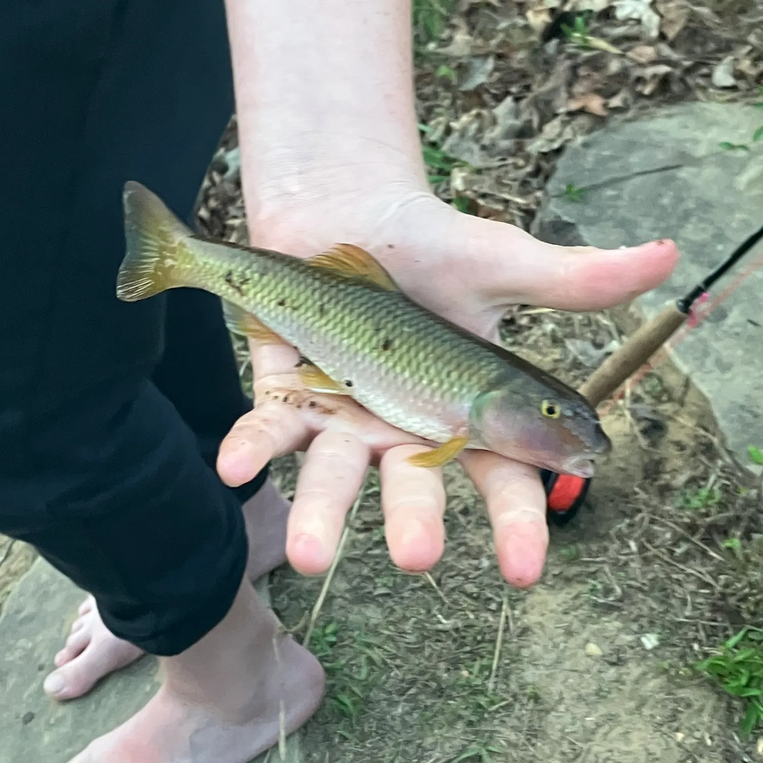 The most recent River chub catches on Fishbrain