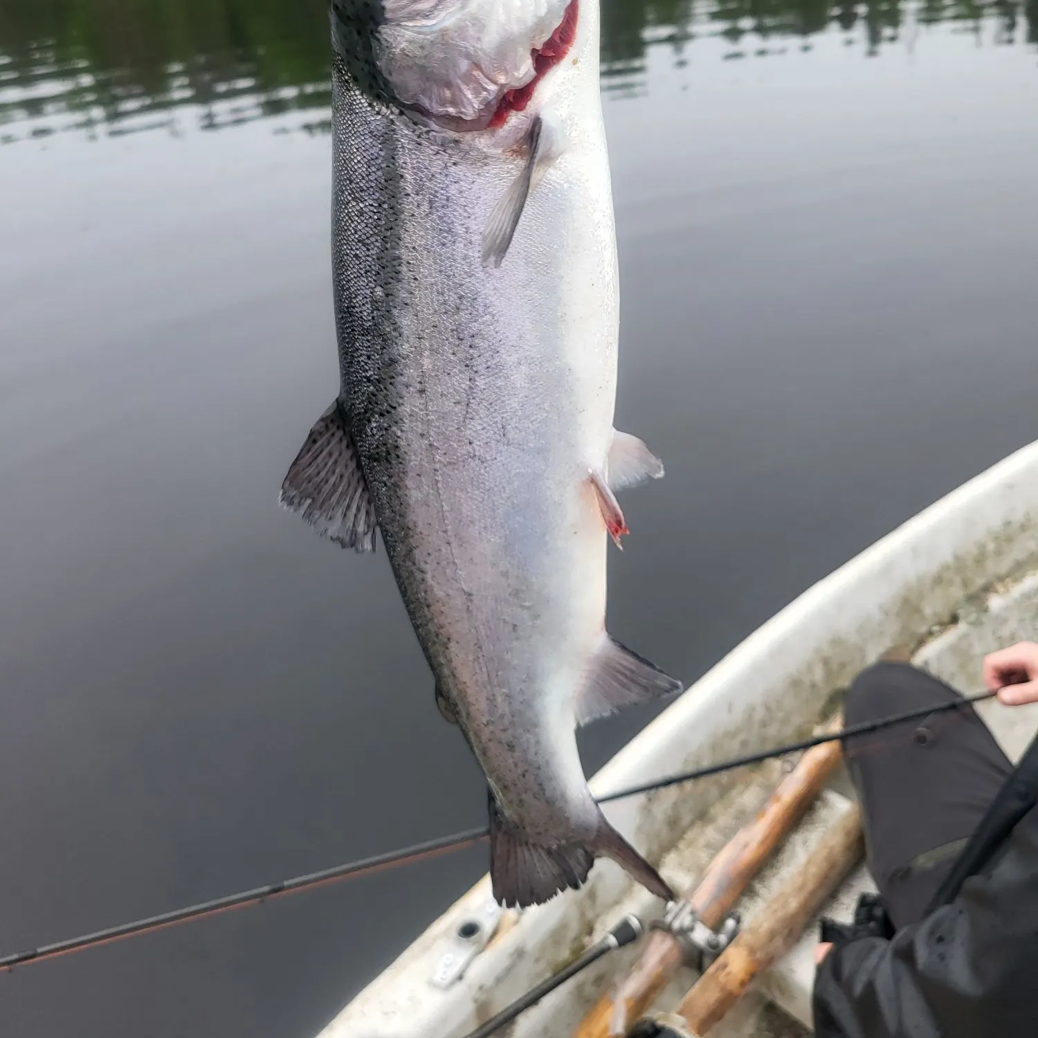 The most recent Rainbow trout catches on Fishbrain