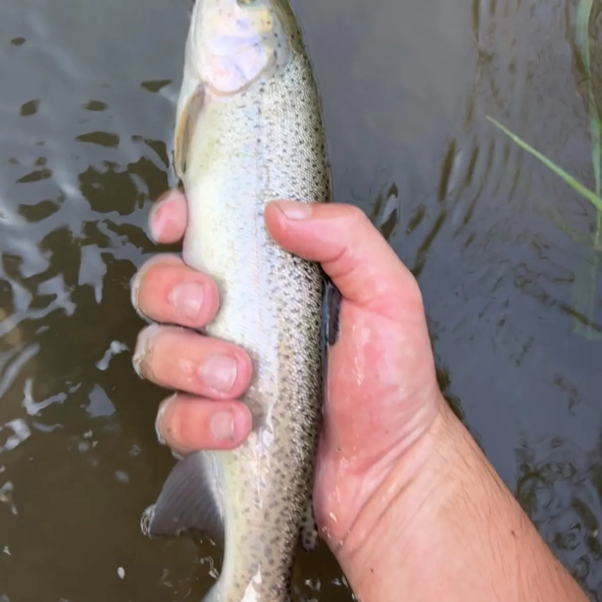 Rainbow trout caught on Fishbrain