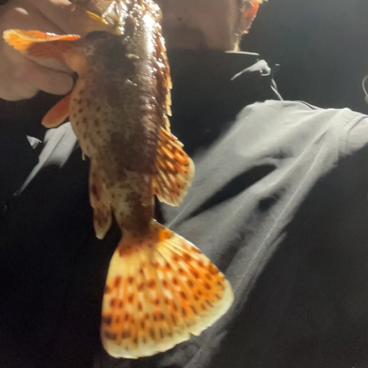 The most recent California scorpionfish catches on Fishbrain