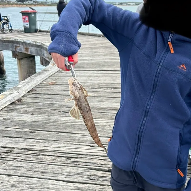 Dusky flathead caught on Fishbrain