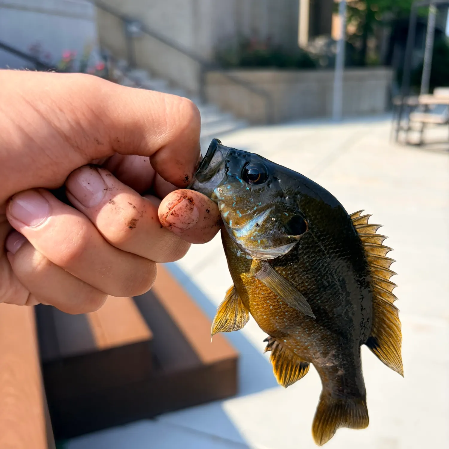 catch