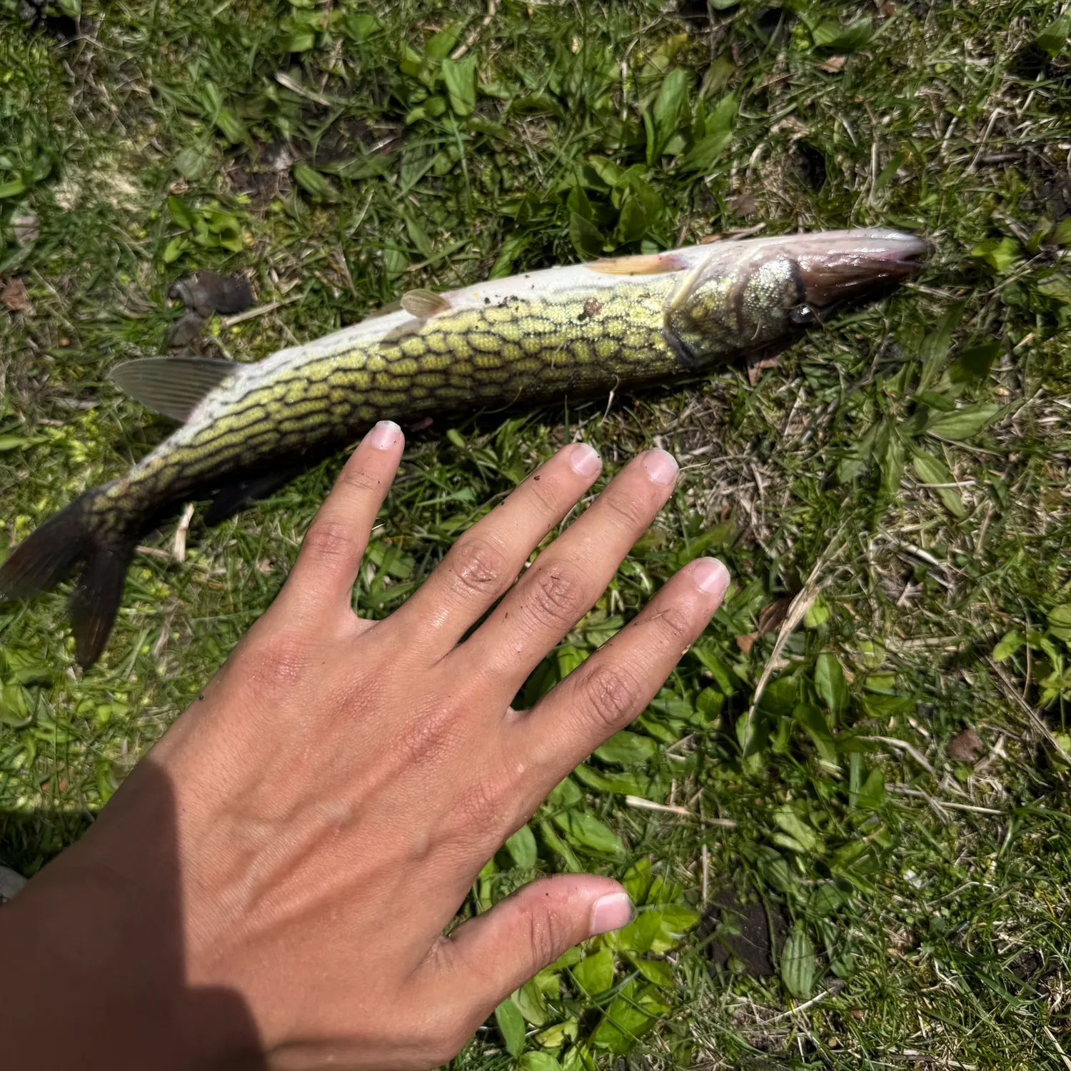 angler catch