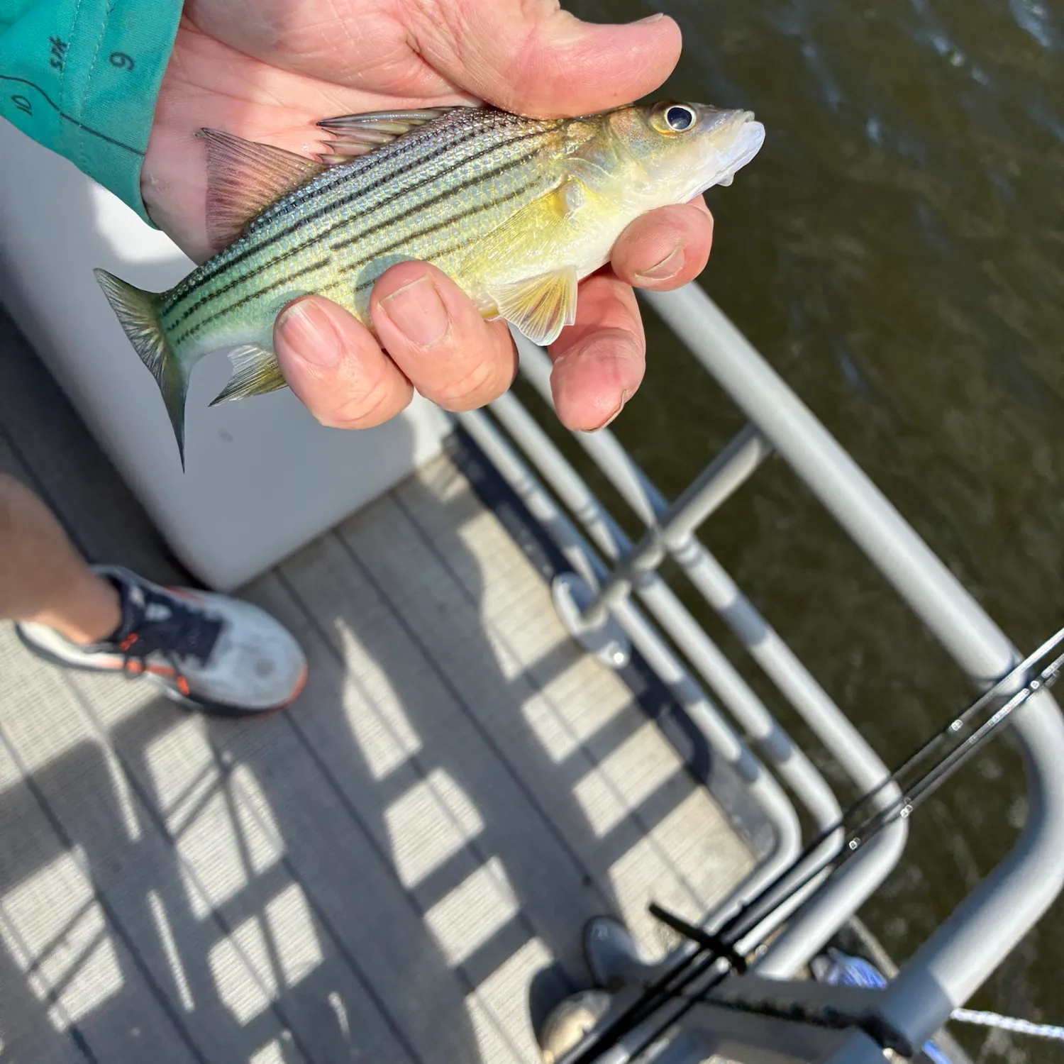 Yellow bass caught on Fishbrain