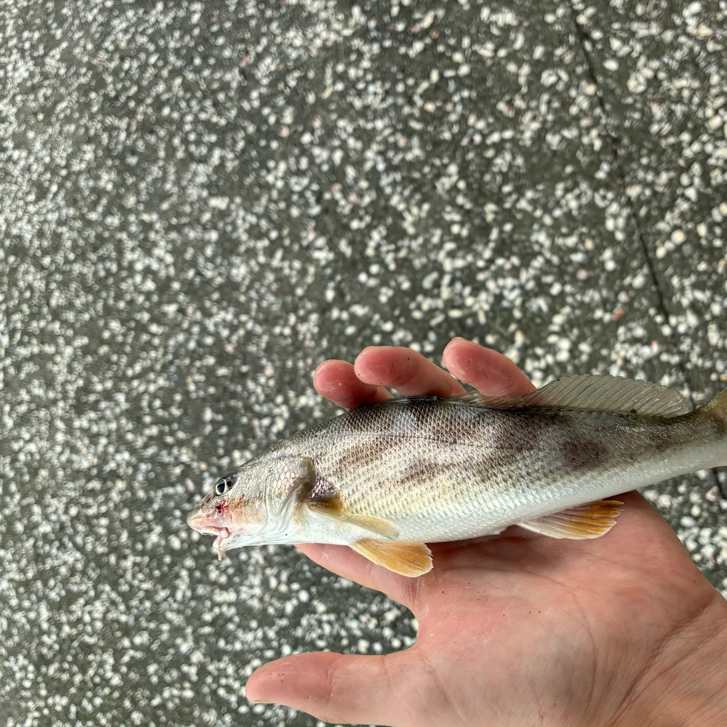 Southern kingcroaker caught on Fishbrain