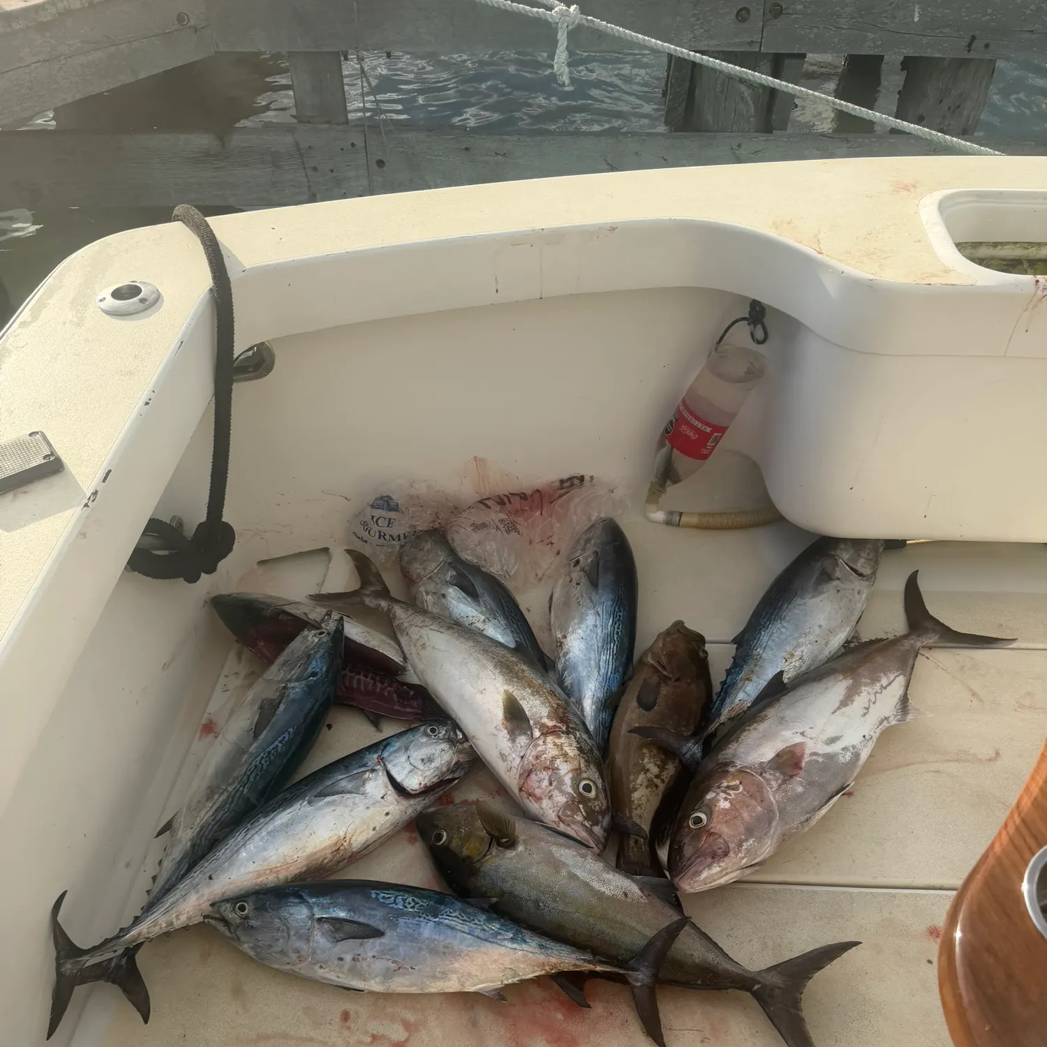 The most recent Plain bonito catches on Fishbrain