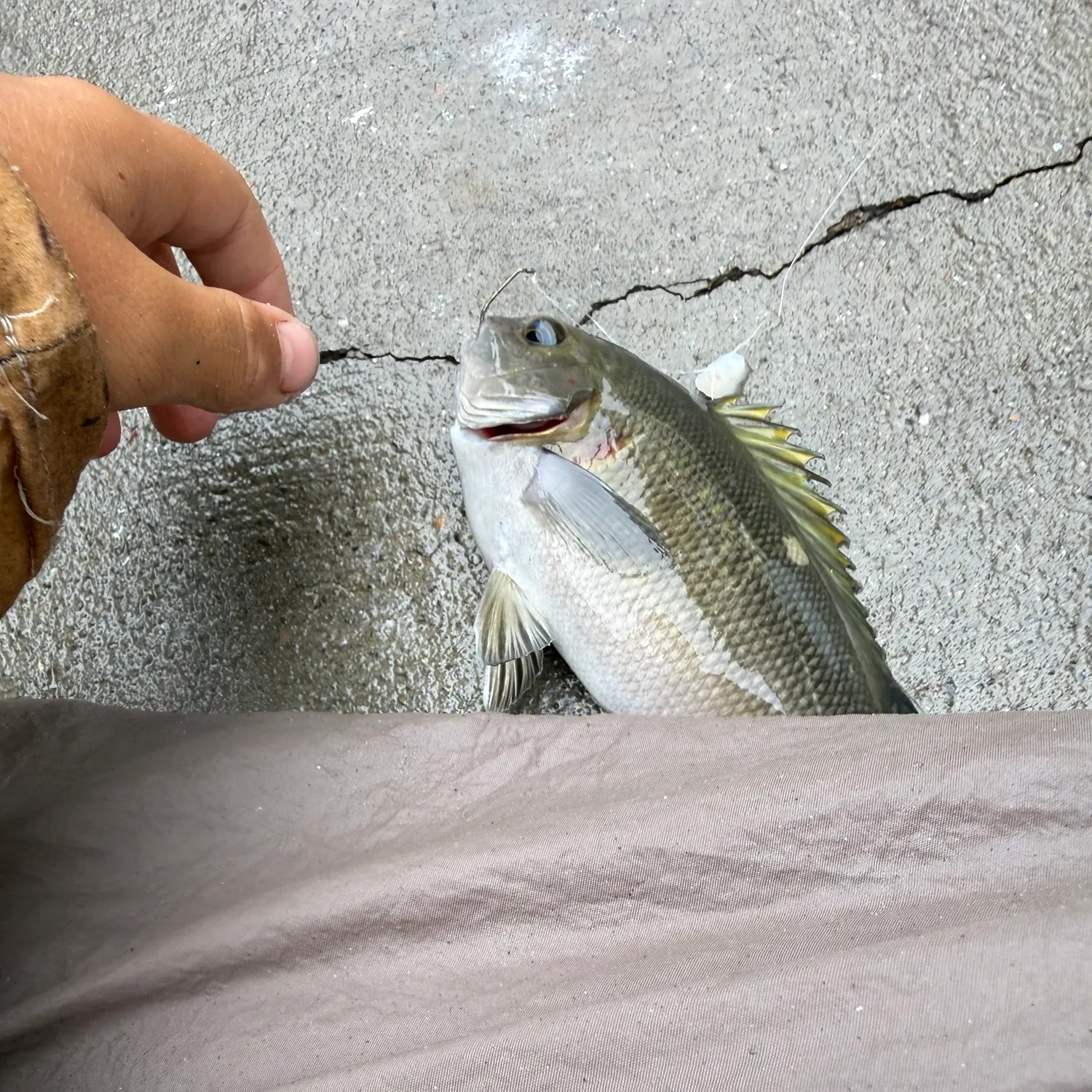 Opaleye caught on Fishbrain