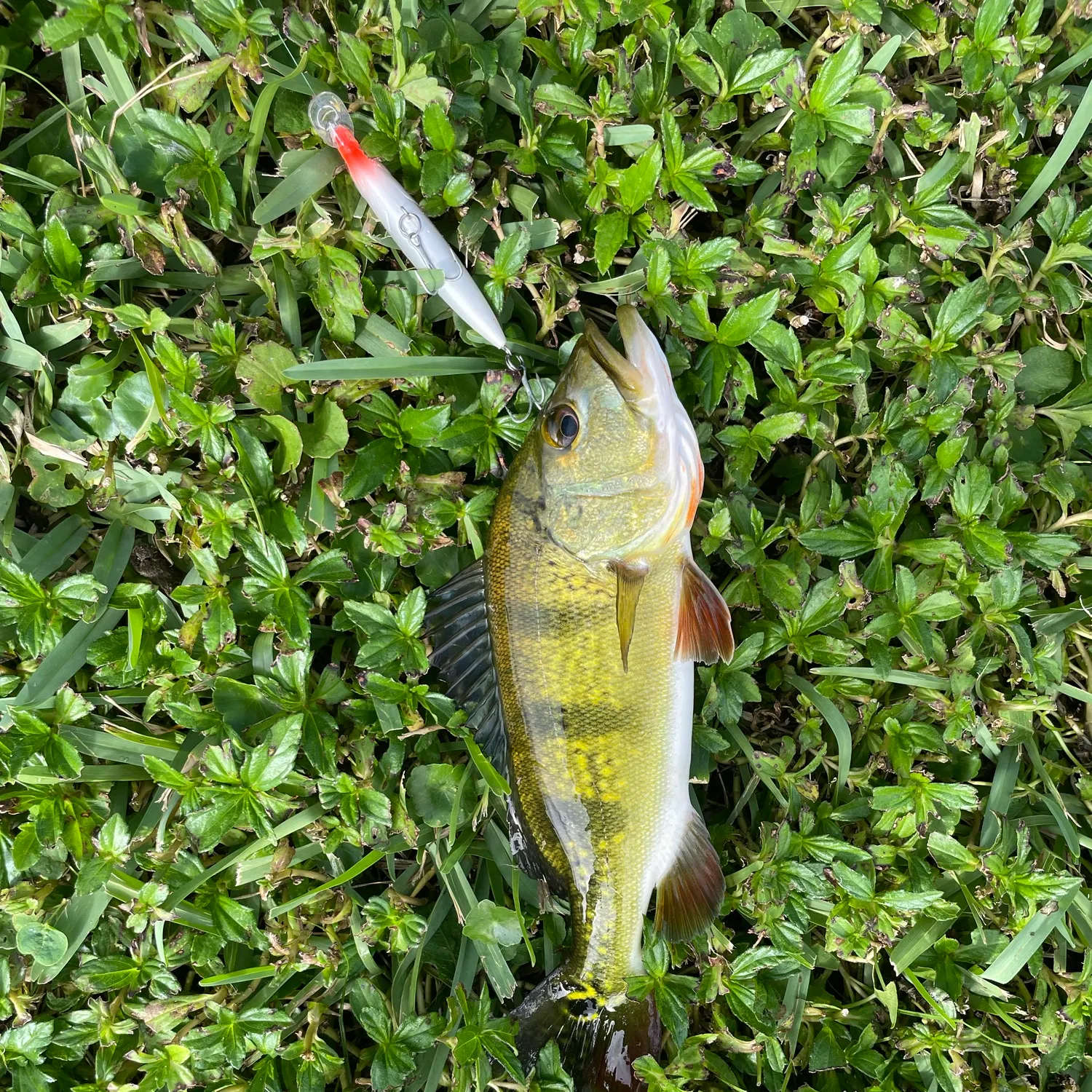 Butterfly peacock bass caught on Fishbrain