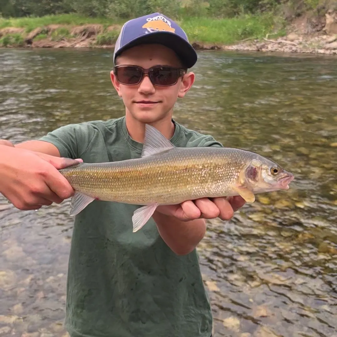 Mountain whitefish caught on Fishbrain