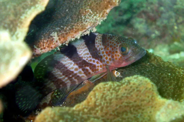 Rock grouper