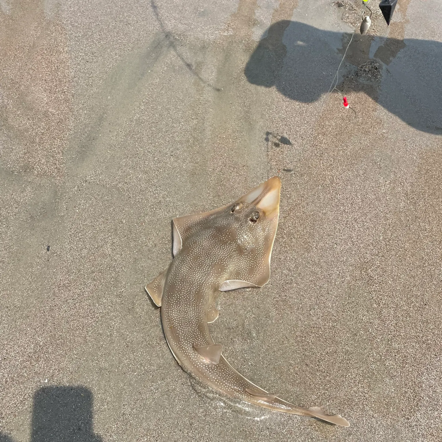 The most recent Pacific shovelnose guitarfish catches on Fishbrain